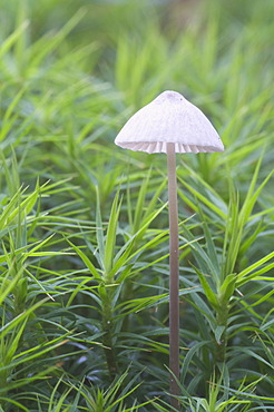 Bonnet (Mycena sp.), Tinner Loh, Haren, Emsland, Lower Saxony, Germany, Europe