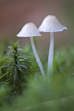 Bonnets (Mycena sp.), Tinner Loh, Haren, Emsland, Lower Saxony, Germany, Europe