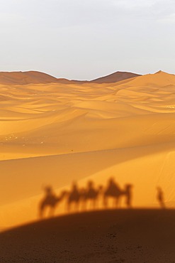 A caravan is casting a shadow on the dunes, Dromedary or Arabian Camels (Camelus dromedarius) near the sand dunes of Erg Chebbi, Erfoud, MeknÃ¨s-Tafilalet, Morocco, Maghreb, North Africa, Africa