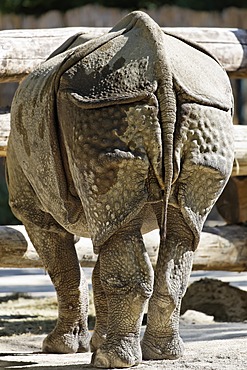 Hindquarters of a Rhinoceros (Rhinoceros unicornis), Tiergarten Schoenbrunn Zoo, Vienna, Austria, Europe