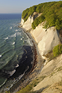 Chalk cliffs and a forest of European Beech (Fagus sylvatica), UNESCO World Natural Heritage Site, lookout point called Ernst-Moritz-Arndt-Sicht, Jasmund National Park, Ruegen, Mecklenburg-Western Pomerania, Baltic Sea, Germany, Europe