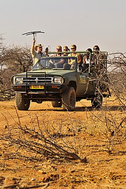 Tracking of cheetahs with radio collars with an aerial on the grounds of the Okonjima guest farm, Namibia, Africa