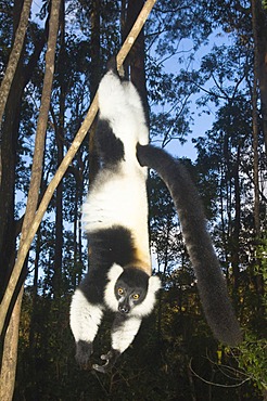 Black-and-White Ruffed Lemur (Varecia variegata), endemic, Critically Endangered, IUCN 2008, Madagascar, Africa