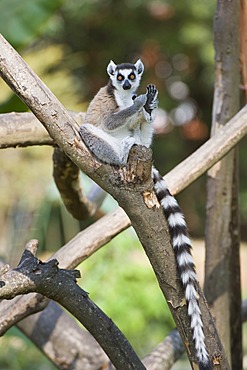 Ring-tailed Lemur (Lemur catta) in a tree, Near Threatened, Madagascar, Africa