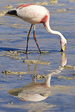 Puna or JamesÂ’s Flamingo (Phoenicoparrus jamesi), Laguna Hedionda, Potosi, Bolivia, South America