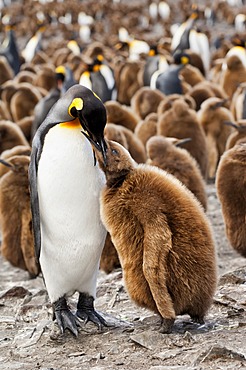 King penguin (Aptenodytes patagonicus) feeding a chick, St. Andrews Bay, South Georgia Island