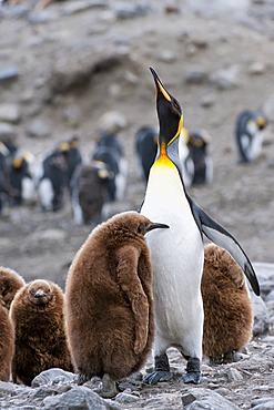 King penguin (Aptenodytes patagonicus) feeding a chick, St. Andrews Bay, South Georgia Island