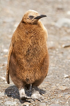 King penguin chick (Aptenodytes patagonicus), Fortuna Bay, South Georgia Island