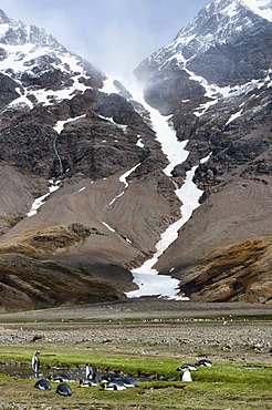 King penguin (Aptenodytes patagonicus) colony, Fortuna Bay, South Georgia Island