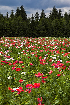 Field of poppies, Ottenschlag, Waldviertel region, Lower Austria, Austria, Europe