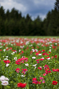 Field of poppies, Ottenschlag, Waldviertel region, Lower Austria, Austria, Europe