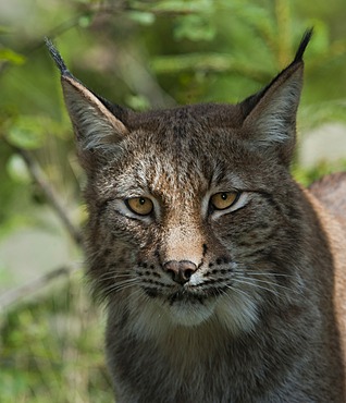 Eurasian Lynx (Lynx lynx), portrait, Sweden, Europe