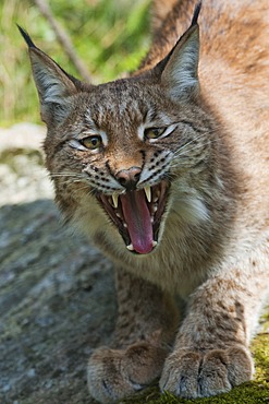 Eurasian Lynx (Lynx lynx), showing teeth and tongue, aggressive behavior, Sweden, Europe