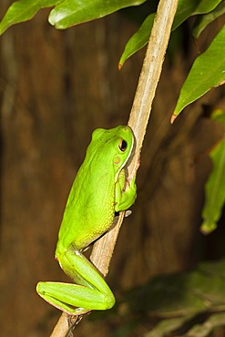 White-lipped Tree Frog (Litoria infrafrenata), rainforest, Iron Range National Park, Cape York Peninsula, northern Queensland, Australia