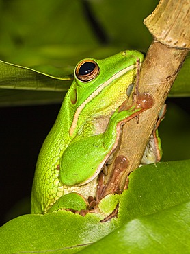 White-lipped Tree Frog (Litoria infrafrenata), rainforest, Iron Range National Park, Cape York Peninsula, northern Queensland, Australia