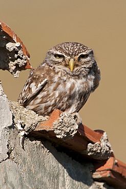 Little owl (Athene noctua)