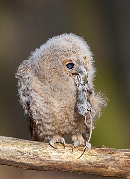 Tawny Owl (Strix aluco)