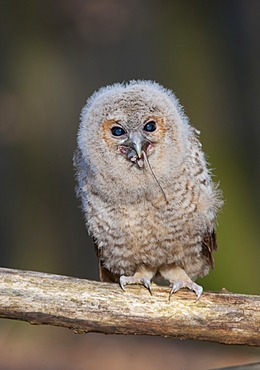 Tawny Owl (Strix aluco)