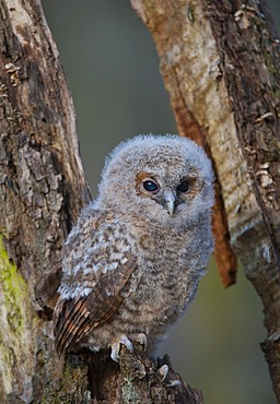 Tawny Owl (Strix aluco)