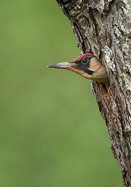 European Green Woodpecker (Picus viridis), Bitburg, Eifel region, Rhineland-Palatinate, Germany, Europe