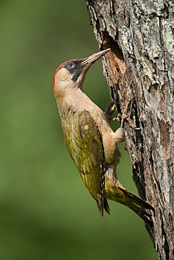 European Green Woodpecker (Picus viridis), Bitburg, Eifel region, Rhineland-Palatinate, Germany, Europe