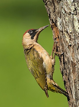 European Green Woodpecker (Picus viridis), Bitburg, Rhineland-Palatinate, Germany, Europe