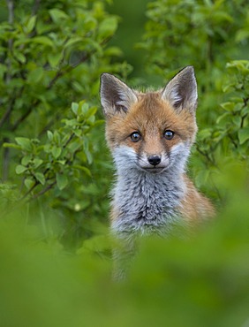 Red Fox (Vulpes vulpes), Bitburg, Rhineland-Palatinate, Germany, Europe