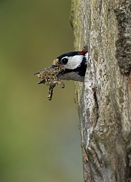 Great Spotted Woodpecker (Dendrocopos major), Bitburg, Rhineland-Palatinate, Germany, Europe