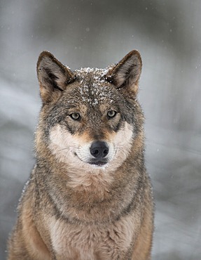 Wolf (Canis lupus) in the snow