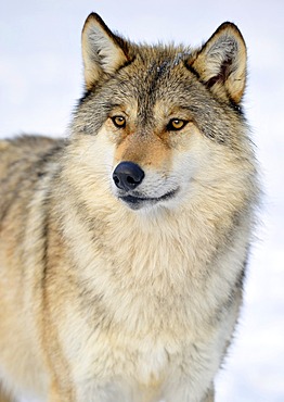 Mackenzie valley wolf, Canadian timber wolf (Canis lupus occidentalis) in the snow, portrait