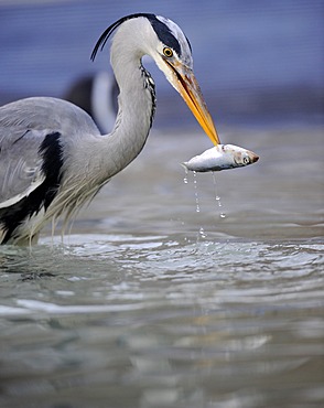 Grey Heron (Ardea cinerea) in an urban environment, feeding on fish, Stuttgart, Baden-Wuerttemberg, Germany, Europe