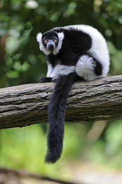 Black-and-white Ruffed Lemur (Varecia variegata)