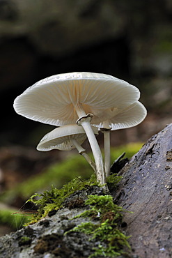 Porcelain Fungus (Oudemansiella mucida), growing from dead wood