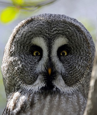 Great Grey Owl (Strix nebulosa)