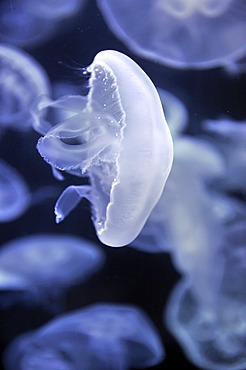 Moon jellyfish (Aurelia aurita), San Francisco, California, USA