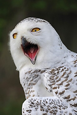 Snowy owl (Bubo scandiacus, Nyctea scandiaca), portrait, Hesse, Germany, Europe