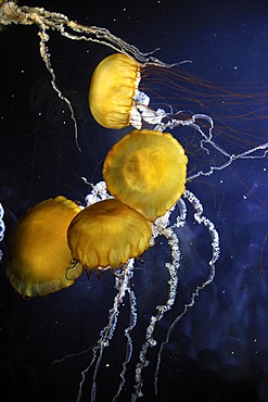 Pacific Sea Nettles (Chrysaora fuscescens), San Francisco, California, USA