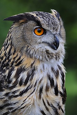 European Eagle Owl (Bubo bubo), portrait, Hesse, Germany, Europe