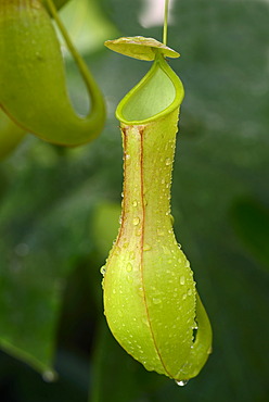 Winged Pitcher Plant (Nepenthes alata), insect trap, Philippines, Asia