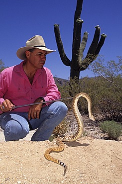 USA, United States of America, Arizona: A naturalist of Tanque Verde Guest Ranch, near Tucson, show a rattle snake to visitors.