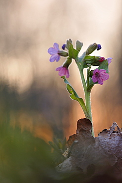 Lungwort (Pulmonaria), Auwald forest, Leipzig, Saxony, Germany, Europe