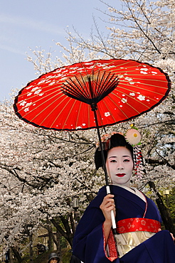 A Maiko, a trainee Geisha, carrying a red sun parasol or umbrella in front of cherry tree sin bloom, Kyoto, Japan, Asia