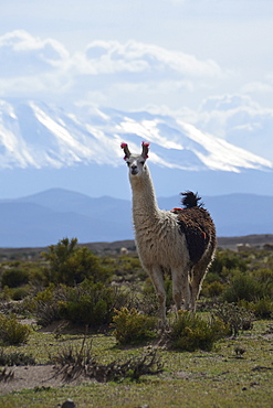 Llama or Lama (Lama glama) standing in front the snow-capped peaks of the high Andes, near Uyuni, Bolivian Altiplano, border triangle of Bolivia, Chile and Argentina, South America