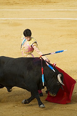 Torero and bull, bull fight, Benidorm, Spain, Europe