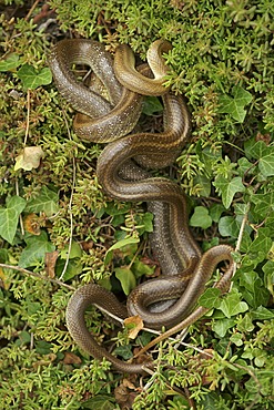 Aesculapian Snake (Zamenis longissimus, Elaphe longissima), mating