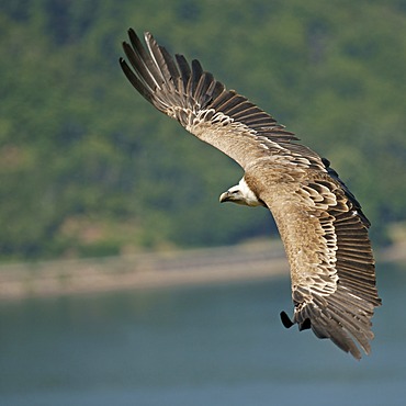 Griffon vulture (Gyps fulvus), captive