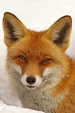 Red Fox (Vulpes vulpes), portrait