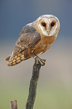 Barn Owl (Tyto alba), in captivity, Czech Republic, Europe