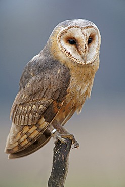 Barn Owl (Tyto alba), in captivity, Czech Republic, Europe