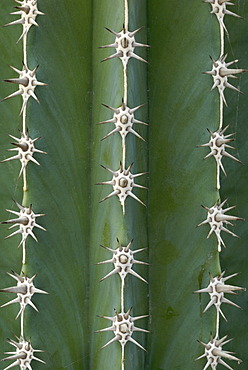 Close-up of a Pachycereus Cactus